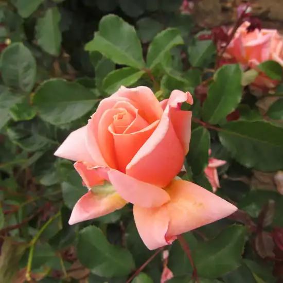 Trandafiri Floribunda - Trandafiri - True Friend™ - 